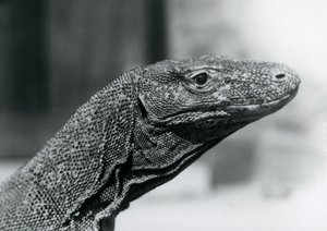 Komodon lohikäärme Lontoon eläintarhassa elokuussa 1928 (m/v kuva) tekijältä Frederick William Bond
