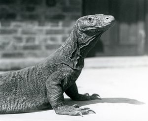 Komodon lohikäärme Lontoon eläintarhassa elokuussa 1928 (m/v kuva) tekijältä Frederick William Bond