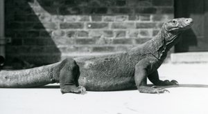 Komodon lohikäärme Lontoon eläintarhassa elokuussa 1928 (m/v kuva) tekijältä Frederick William Bond