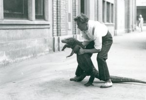 Lontoon eläintarhan vartija piti Komodon lohikäärmettä takajaloillaan elokuussa 1928 (b/w kuva) tekijältä Frederick William Bond