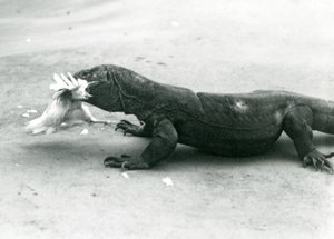 Komodon lohikäärme syö kanaa Lontoon eläintarhassa tekijältä Frederick William Bond