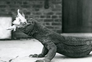 Komodon lohikäärme syö kanaa Lontoon eläintarhassa elokuussa 1928 (m/v kuva) tekijältä Frederick William Bond