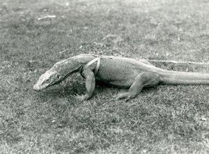 Komodo-lohikäärme kävelylle nurmikolle valjaissa ja talutushihnassa (m/w kuva) tekijältä Frederick William Bond