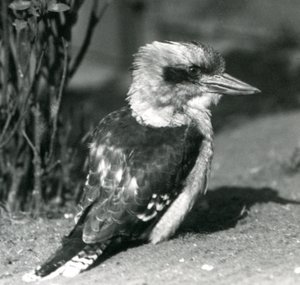 Naurava Kookaburra Lontoon eläintarhassa huhtikuussa 1925 tekijältä Frederick William Bond