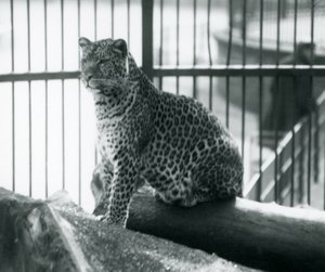Leopardi istuu tukin päällä Lontoon eläintarhassa, syyskuu 1925. tekijältä Frederick William Bond