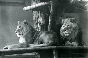 Leijona ja naarasleijona lepäämässä korkealla tasanteella aitauksessaan Lontoon eläintarhassa vuonna 1929 (m/v kuva) tekijältä Frederick William Bond