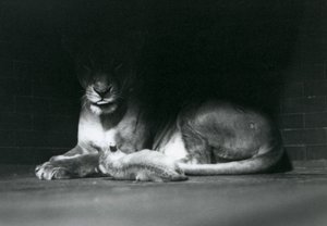 Leijonanpentu makaa äitinsä kanssa aitauksen takaosan varjossa, Lontoon eläintarha, lokakuu 1925. tekijältä Frederick William Bond