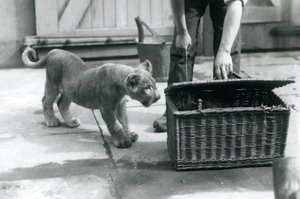 Leijonanpentu katselee tiikerinpentua korissa, jota eläintenhoitaja avaa, Lontoon eläintarha, syyskuu 1925. tekijältä Frederick William Bond