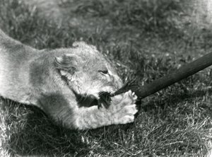 Leijonanpentu leikkii hoitajansa pitämällä mopilla ruohikolla pesänsä edessä, Lontoon eläintarha, syyskuu 1925. tekijältä Frederick William Bond