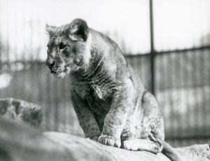 Leijonanpentu, joka oli syntynyt eläintarhassa heinäkuussa 1923 Lontoon eläintarhassa heinäkuussa 1924 tekijältä Frederick William Bond
