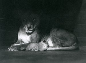 Leijonaemo ja pentu makaavat aitauksensa takaosan varjossa, Lontoon eläintarha, lokakuu 1925. tekijältä Frederick William Bond