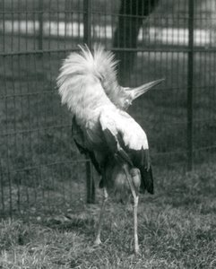 Maguari Stork esittämässä ylhäältä alas -näytöstä, Lontoon eläintarha, heinäkuu 1925 tekijältä Frederick William Bond