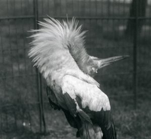 Maguari Stork esittämässä ylhäältä alas -näytöstä, Lontoon eläintarha, heinäkuu 1925 tekijältä Frederick William Bond