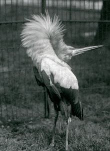 Maguari Stork esittämässä ylhäältä alas -näytöstä, Lontoon eläintarha, heinäkuu 1925 tekijältä Frederick William Bond