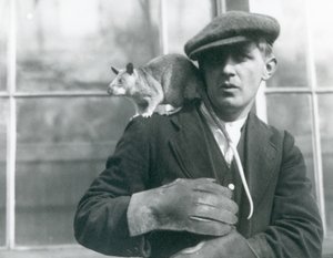 Madagaskarin jättiläisrotta istuu pitäjän olkapäällä Lontoon eläintarhassa, 1924