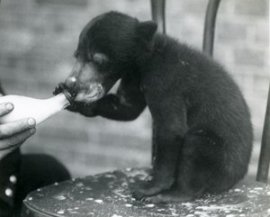 Malaiji- tai aurinkokarhunpentu istumassa tuolilla samalla kun sen pitäjä ruokkii häntä pullosta Lontoon eläintarhassa, 1920-luku tekijältä Frederick William Bond