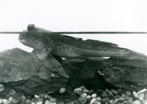 Mudskipper, joka lepää vedenalaisilla kivillä, silmät veden yläpuolella, Lontoon eläintarha tekijältä Frederick William Bond