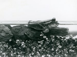 Mudskipper, joka lepää vedenalaisilla kivillä, silmät veden yläpuolella, Lontoon eläintarha tekijältä Frederick William Bond