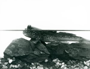 Mudskipper, joka lepää vedenalaisilla kivillä, silmät veden yläpuolella, Lontoon eläintarha tekijältä Frederick William Bond