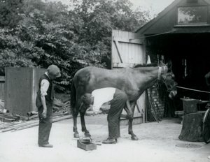 Muuli kenkiä Lontoon eläintarhassa vuonna 1924 tekijältä Frederick William Bond