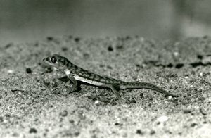 Namib-hiekkagekko/verkkojalkainen gekko seisomassa hiekalla, Lontoon eläintarha, syyskuu 1928 (b/w kuva) tekijältä Frederick William Bond