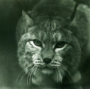 A Northern Lynx, Lontoon eläintarha, helmikuu 1925 tekijältä Frederick William Bond