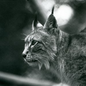 Pohjoinen ilves Lontoon eläintarhassa heinäkuussa 1925 tekijältä Frederick William Bond