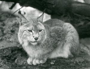 Pohjanilves istuu kalliolla, Lontoon eläintarha, lokakuu 1925. tekijältä Frederick William Bond
