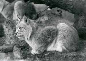 Pohjanilves istuu kalliolla, Lontoon eläintarha, lokakuu 1925. tekijältä Frederick William Bond