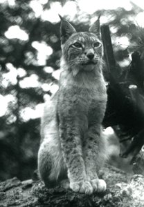 Pohjoinen ilves istumassa Lontoon eläintarhassa heinäkuussa 1925 tekijältä Frederick William Bond