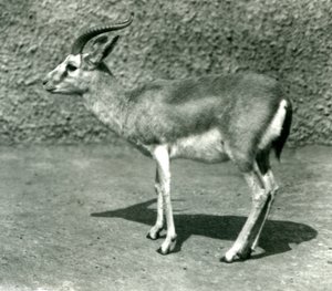 Persialainen gaselli Lontoon eläintarhassa kesäkuussa 1925 tekijältä Frederick William Bond