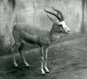 Persian-, goiter- tai mustapyrstöinen gaselli Lontoon eläintarhassa, elokuu 1927. tekijältä Frederick William Bond
