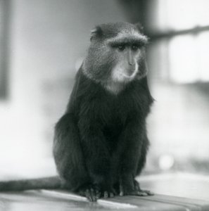 Pluto Monkey tai Blue Monkey istuu penkillä Lontoon eläintarhassa tekijältä Frederick William Bond