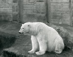 Jääkarhu istumassa kiviisellä reunalla Lontoon eläintarhassa syyskuussa 1927 tekijältä Frederick William Bond