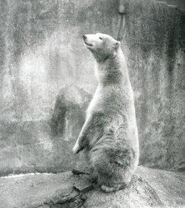 Jääkarhu istumassa kyynelellään Lontoon eläintarhassa vuonna 1929 (b/w kuva) tekijältä Frederick William Bond
