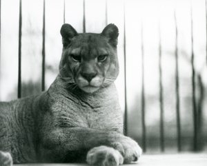 Puma/Cougar/Mountain Lion/Catamount lepää Lontoon eläintarhassa vuonna 1931 (b/w kuva) tekijältä Frederick William Bond