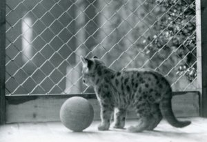 Puma-kissanpentu palloineen, katsomassa ulos aitauksestaan, Lontoon eläintarha, 1923 tekijältä Frederick William Bond