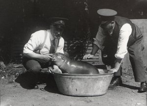 Kääpiövirtahepo liottelemassa ZSL:n Lontoon eläintarhassa, elokuu 1928. tekijältä Frederick William Bond