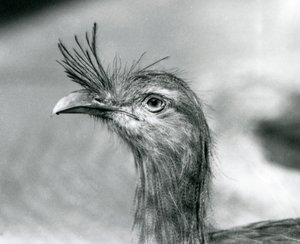 Punajalkainen Seriema Lontoon eläintarhassa vuonna 1929 (b/w kuva) tekijältä Frederick William Bond