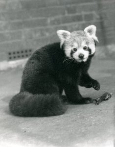 Punainen panda istumassa Lontoon eläintarhassa, 1917. tekijältä Frederick William Bond