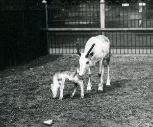 Poro vasikansa kanssa Lontoon eläintarhassa maaliskuussa 1914 tekijältä Frederick William Bond