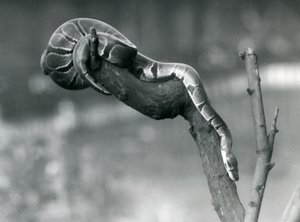 RoyalBall-python laskeutuu alas haaraa pitkin Lontoon eläintarhassa lokakuussa 1925. tekijältä Frederick William Bond