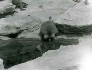 Pyhä paviaani juomassa altaasta Monkey Hillin kallioiden keskellä Lontoon eläintarhassa tekijältä Frederick William Bond