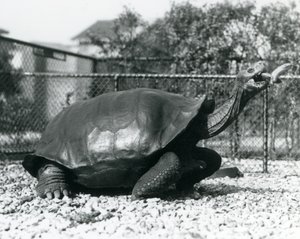 Satulaselkä, Galapagos-kilpikonna, jota ruokitaan kepissä olevalla banaanilla (m/w kuva) tekijältä Frederick William Bond