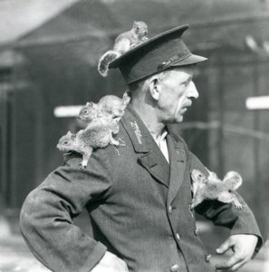 Toisen luokan vartija neljän nuoren harmaa-oravan kanssa kiipeämässä univormuhattunsa ja takkinsa päälle, Lontoon eläintarha tekijältä Frederick William Bond