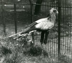 Sihteerilintu Lontoon eläintarhassa syyskuussa 1923 tekijältä Frederick William Bond