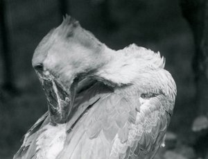 Shoebill höyheniä harjaamassa Lontoon eläintarhassa vuonna 1926 tekijältä Frederick William Bond