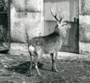 Sikajapanilainen täplähirvi seisoo aitauksessaan Lontoon eläintarhassa elokuussa 1927 tekijältä Frederick William Bond