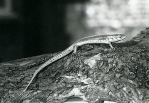 Skink lepää puun päällä Lontoon eläintarhassa vuonna 1929 (b/w kuva) tekijältä Frederick William Bond