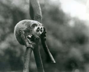 Hoikka Loris katsomassa alas oksasta Lontoon eläintarhassa, elokuussa 1926 tekijältä Frederick William Bond